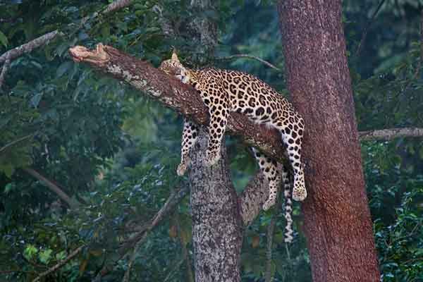 Rasikbill-leopard